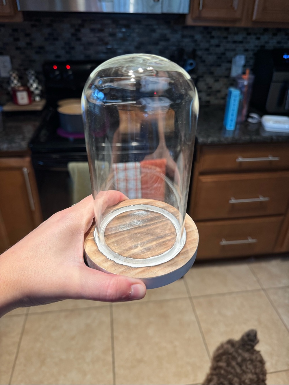 Glass Cloche Dome with Wood Base - Clear and Natural